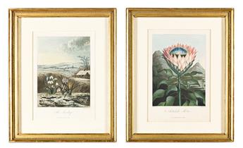 (BOTANICAL.) Dr. Robert John Thornton. Group of 14 uniformly framed plates from the quarto edition of Temple of Flora.